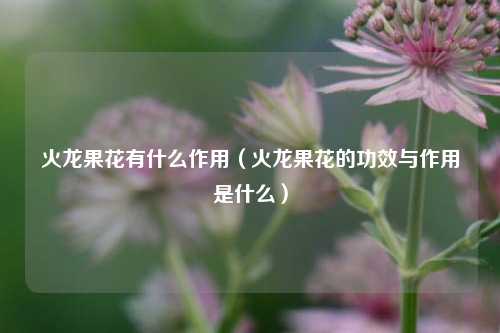 火龙果花有什么作用（火龙果花的功效与作用是什么）