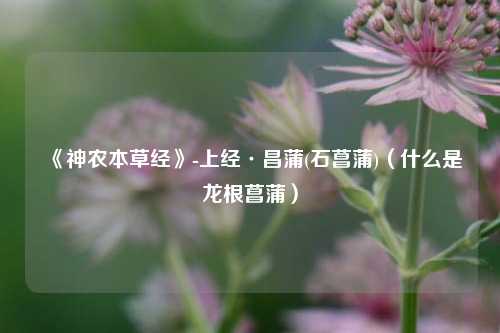 《神农本草经》-上经·昌蒲(石菖蒲)（什么是龙根菖蒲）