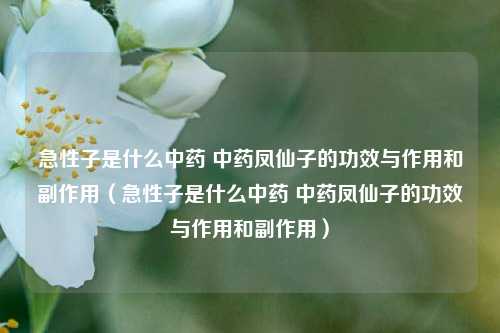 急性子是什么中药 中药凤仙子的功效与作用和副作用(急性子是什么中药 中药凤仙子的功效与作用和副作用)